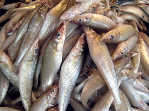 D'source Introduction | Clay Animation Module - 4 | D'Source Digital ...