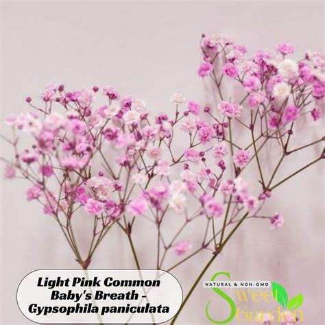 Light Pink Common Baby's Breath Seeds - Gypsophila Paniculata-perennial ...