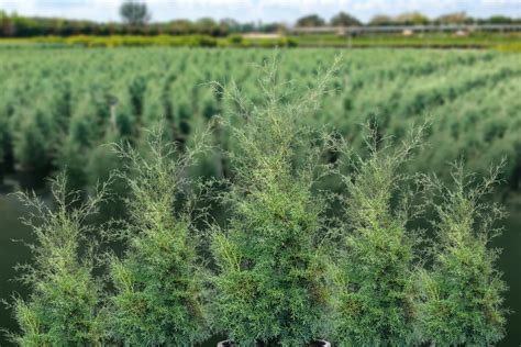 How To Grow Carolina Sapphire Cypress | Plantly