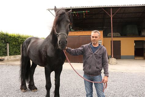 Mons: comment devient-on cheval de Saint-Georges? - L'Avenir
