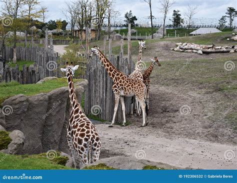 Giraffes at the Zoo in Netherlands. Stock Photo - Image of ...