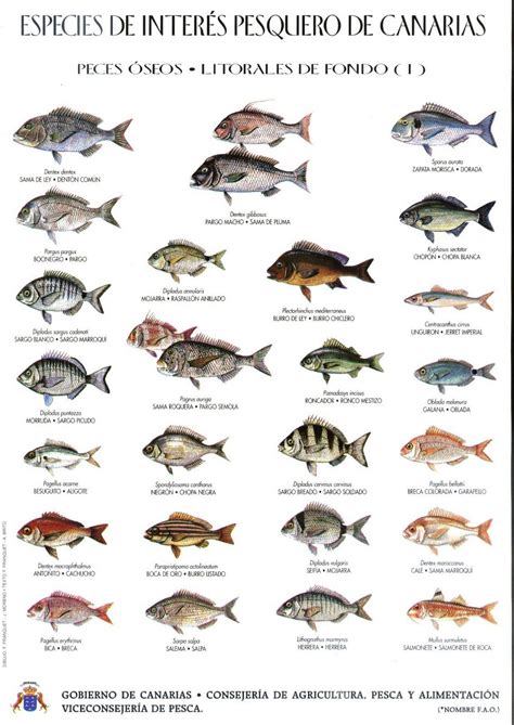 Poster of Fish Species in Spanish and English