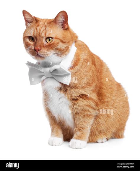 Cute cat with bow tie on white background Stock Photo - Alamy