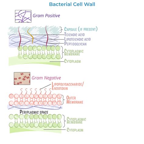 Bacterial Cell Structure 的图像结果