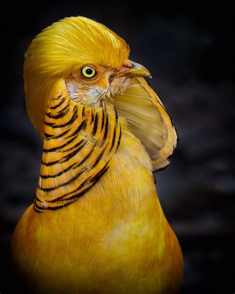 Yellow Golden Pheasant Female