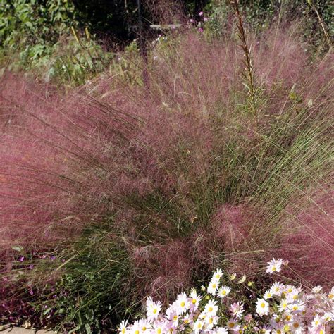 Pink Muhly Grass (Muhlenbergia capillaris)