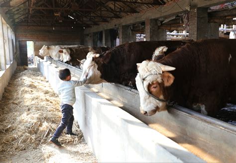 内蒙古日报数字报-科尔沁牛业： 创新打造产业链 农企联结奔富路
