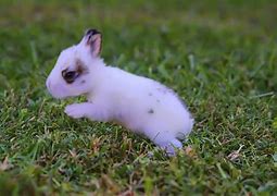 Image result for Babby Whote Bunny