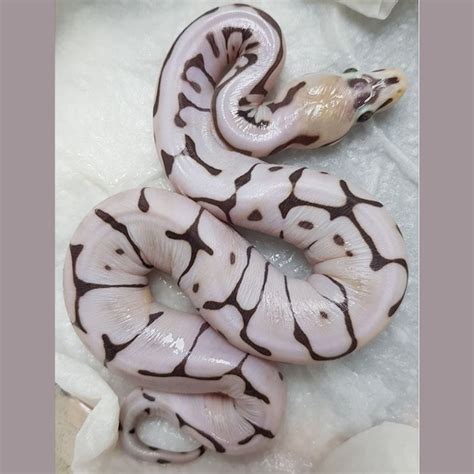 Scaleless Ball Python 的图像结果