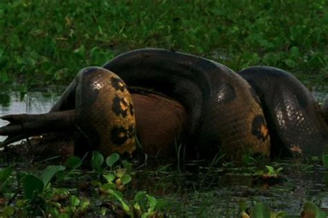 Green Anaconda Eating Human