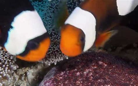 小丑鱼品种有几种？三带小丑鱼、伯爵小丑鱼及澳洲小丑鱼介绍 - 每日头条