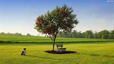 Tree Wallpaper by 40 Hd Tree Wallpapers Backgrounds For Free Tree Wallpaper