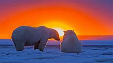polar backgrounds polar bears at sunset hd wallpaper background image polar backgrounds polar bears at sunset hd wallpaper background image