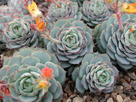 How To Grow Echeveria Plants: Tips For Growing Echeveria