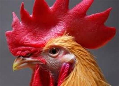 Chicken Little Game GUI Java 的图像结果