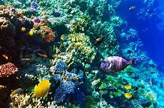 ausmalbilder fische und korallen korallen und fische im roten meer stockfoto colourbox ausmalbilder fische und korallen korallen und fische im roten meer stockfoto colourbox