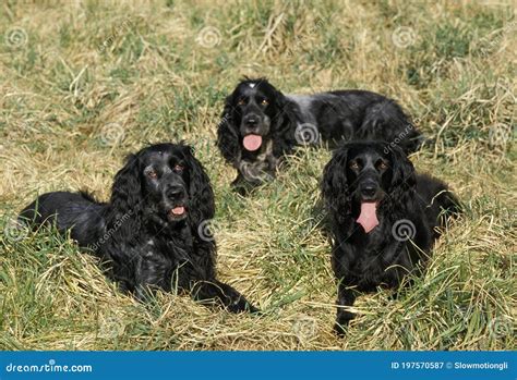 Blue Picardy Spaniel Dog Laying on Grass Stock Image - Image of animals ...