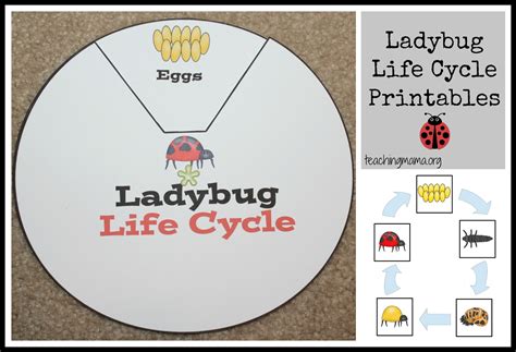 5 Little Ladybugs Song and Fingerplay