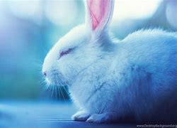 Image result for Cute Little Bunny