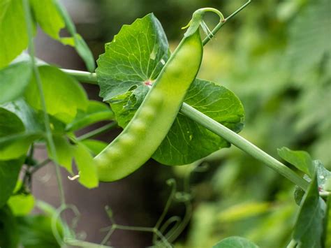 How to grow and care for sugar snap peas | Love The Garden