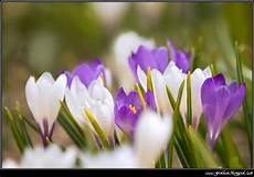 fiore baldo forum nikonclub it gt flore monte baldo fiore baldo forum nikonclub it gt flore monte baldo