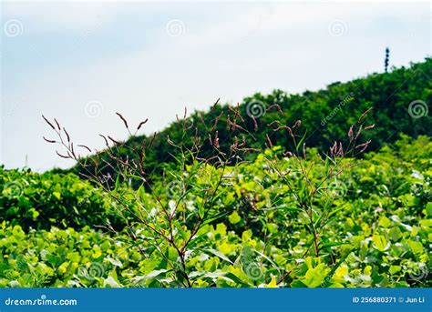 Bella Rama Con Flores Rosas. Imagen de archivo - Imagen de familia, flor: 256880371