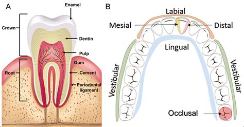 Tooth Surfaces Anatomy at Van Flores blog