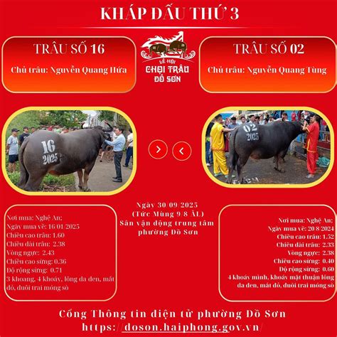 Chọi Trâu Đồ Sơn 2025 (@hoaninhngocxuyen)’s videos with nhạc nền - Sam ...