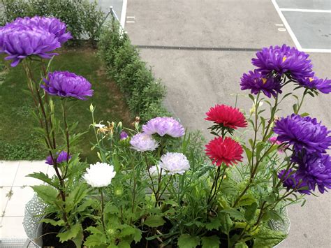 Garden | Blog by Sapan Diwakar