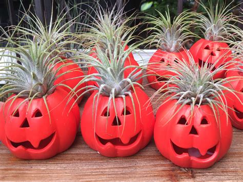 Photo Gallery: Delaware Garden Center - Oakland Nursery