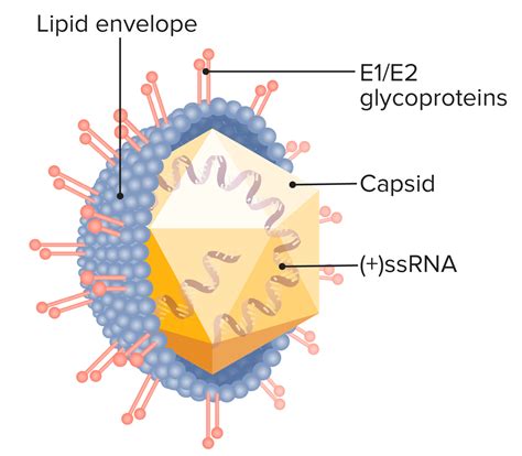 What Does Hep C Virus Look Like