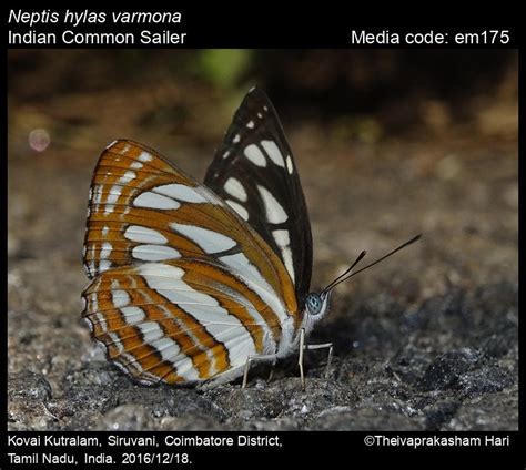 Neptis hylas | Butterfly