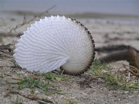 Octopus on the half shell: The amazing argonaut - Earth.com