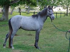 cavallo pomellato blue roan or grey page 2 the forum cavallo pomellato blue roan or grey page 2 the forum