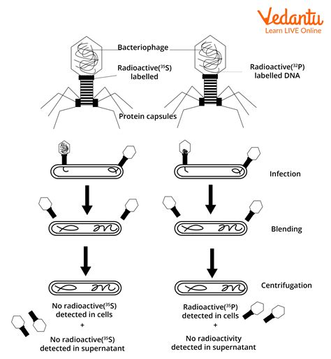 Hershey And Chase Experiment: Steps, Diagram & Key Findings