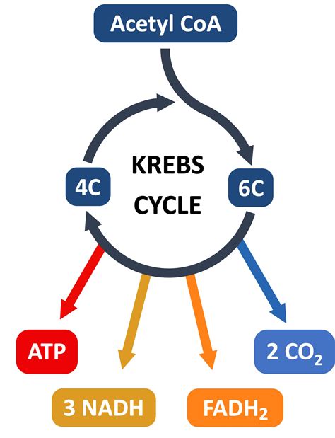 Krebs Cycle Explained Simply 的图像结果