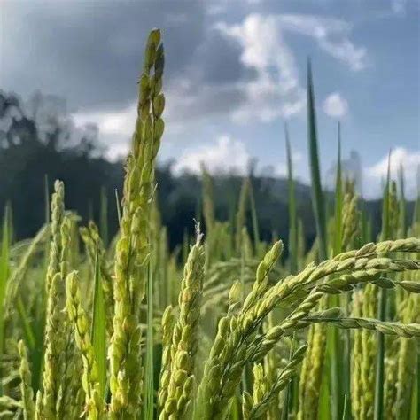 农田 的图像结果