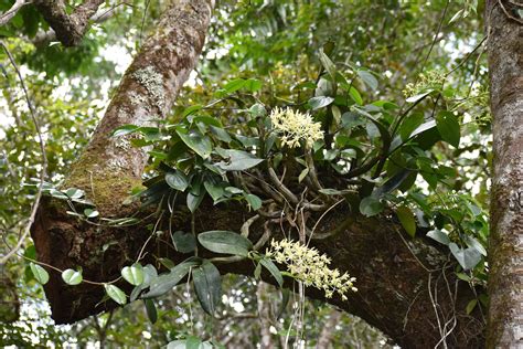Rainforest Orchids
