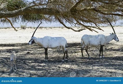 Hidden Gems: Discovering The Wildlife Of Israel