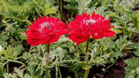 13 Types Of Red Anemones