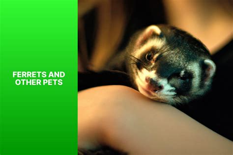 Why Do Predators Make Good Pets at Ellie Costello blog