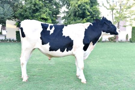 Holstein Friesian (HF)
