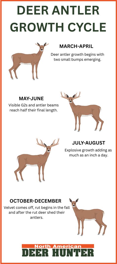 Deer Antler Growth Timeline Chart By Month