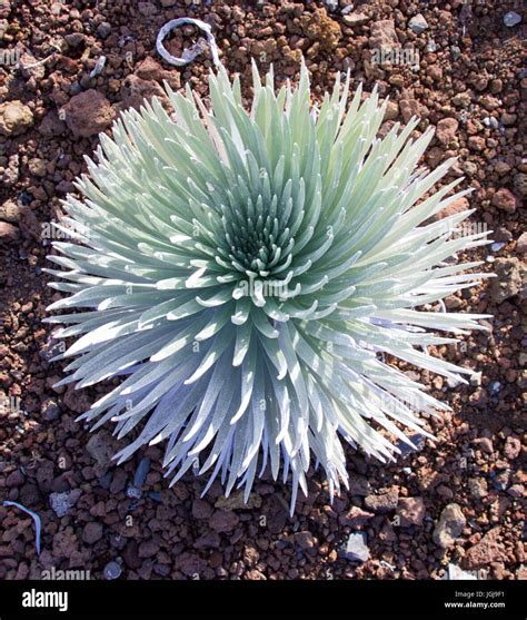 Haleakala Silversword plant only to be found at Haleakala National Park Stock Photo - Alamy