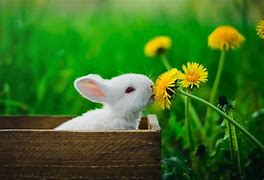 Image result for Bunnies and Flowers