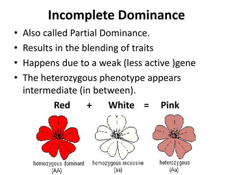 Image result for Dominance Explained