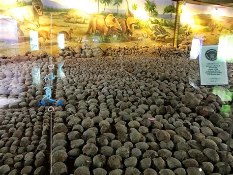 广东河源发掘33枚恐龙蛋化石，馆藏数量再创新纪录_科学探索_百战网