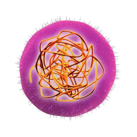 Bildergebnis für rubella virus