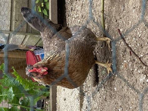 Cream Legbar For Sale | Chickens | Breed Information | Omlet