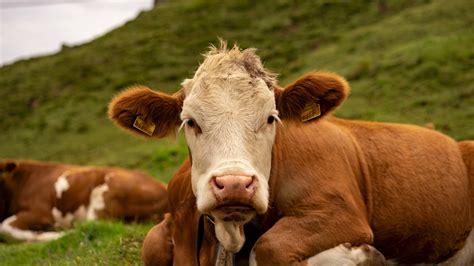 Cute Cow Pictures